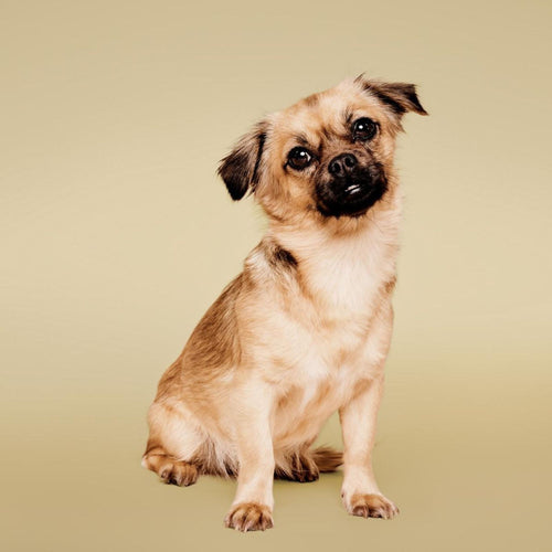 Paul Mitchell Pet Soothing Oatmeal Shampoo — image 2 of 6
