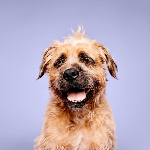 Paul Mitchell Pet Calming Lavender Mint Shampoo — image 2 of 6