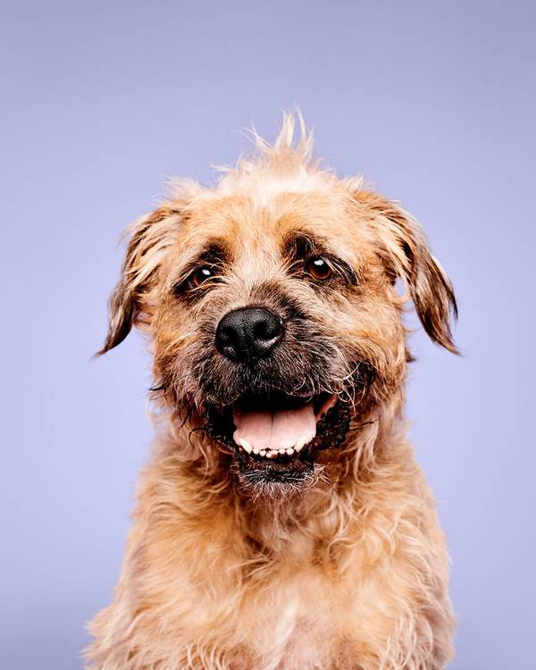 Scruffy, smiling dog on a lilac backdrop — Paul Mitchell PET